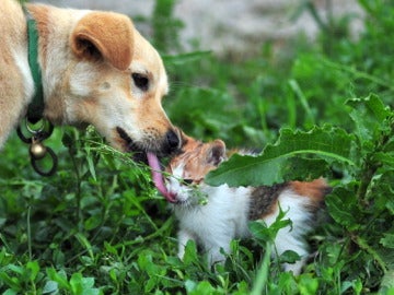 Un perro jugando con un gato