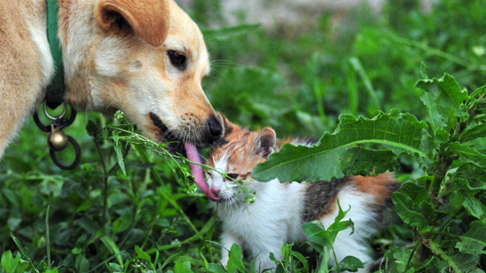 Un perro jugando con un gato Un perro jugando con un gato