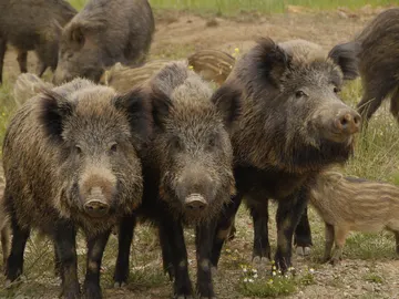 13 afectados por trisquinosis al comer carne de jabalí de una cacería 13 afectados por trisquinosis al comer carne de jabalí de una cacería