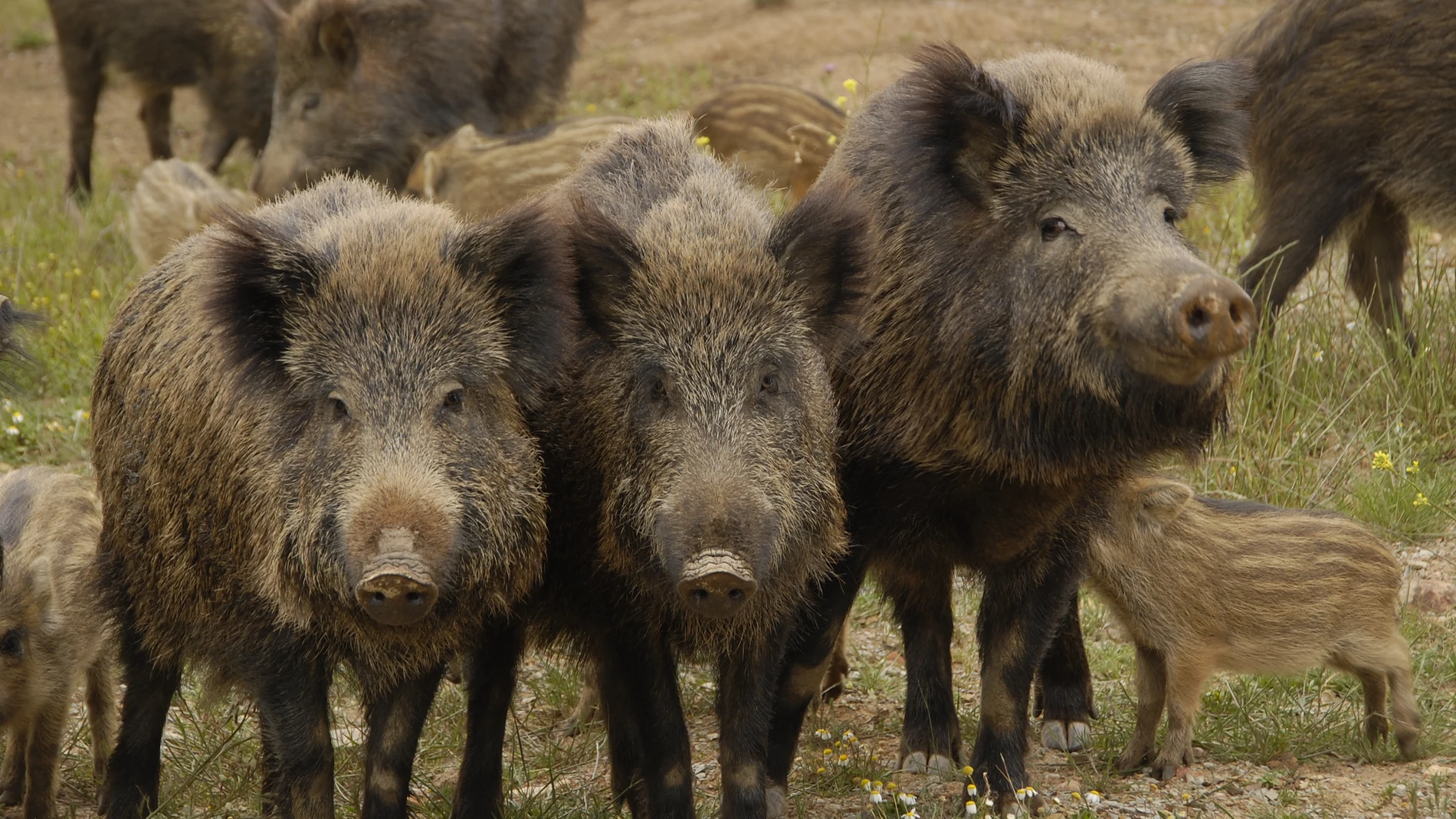 13 afectados por trisquinosis al comer carne de jabalí de una cacería 13 afectados por trisquinosis al comer carne de jabalí de una cacería