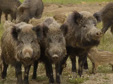 Una manada de jabalíes Una manada de jabalíes