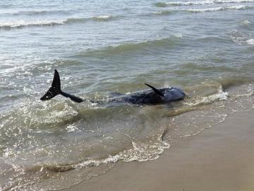 Uno de los dos delfines avistados en la playa del Grao de Burriana