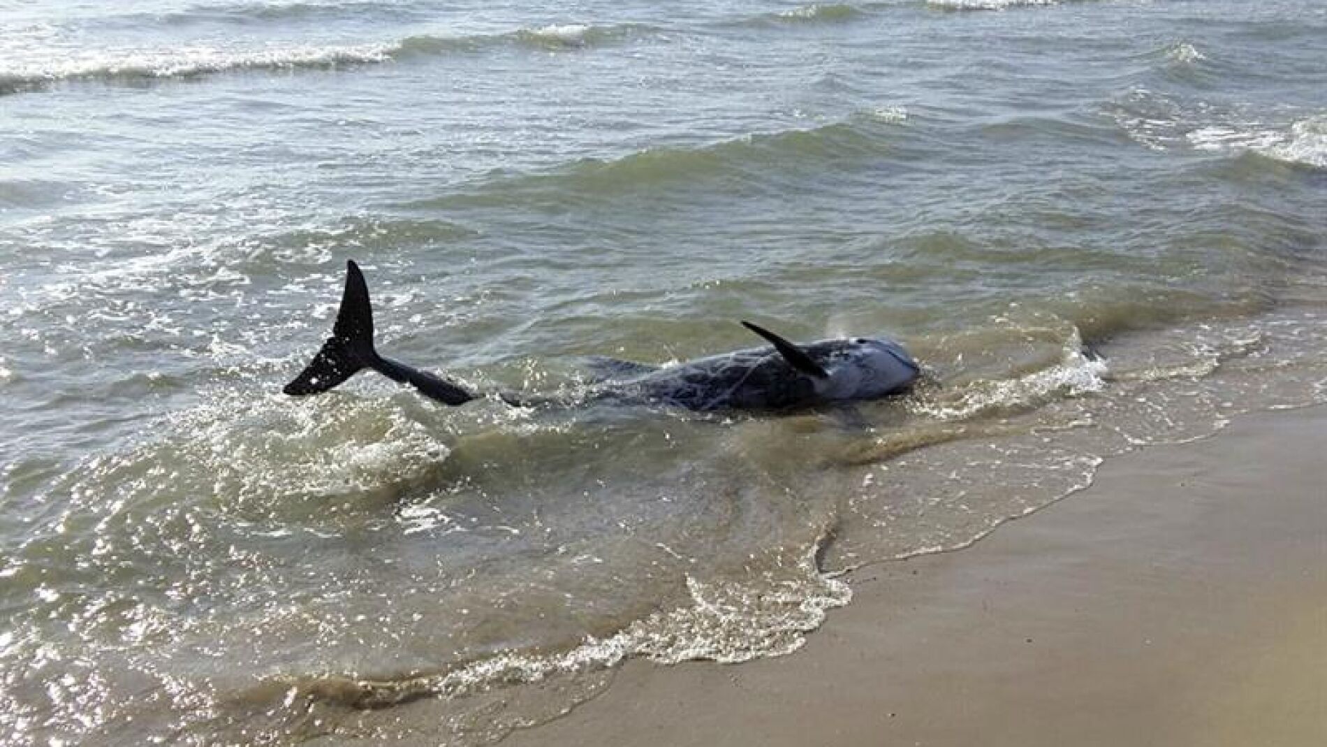 Uno de los dos delfines avistados en la playa del Grao de Burriana