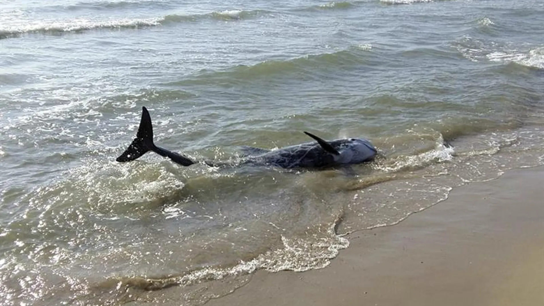 Uno de los dos delfines avistados en la playa del Grao de Burriana Uno de los dos delfines avistados en la playa del Grao de Burriana