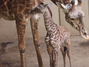 La pequeña jirafa junto a su madre