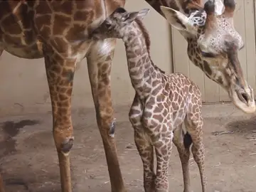 La pequeña jirafa junto a su madre La pequeña jirafa junto a su madre
