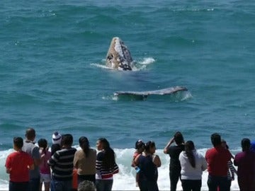 Ballena gris en las playas de California