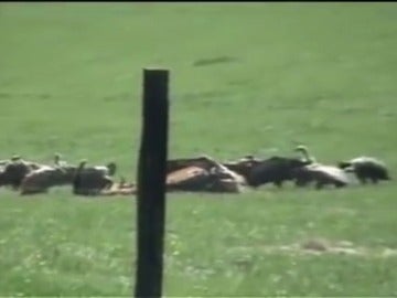 Manadas de buitres hambrientos atacan y matan a los animales en Guadalajara