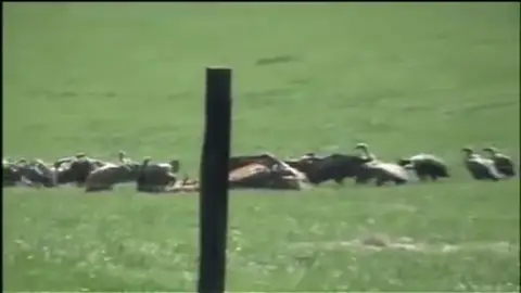 Manadas de buitres hambrientos atacan y matan a los animales en Guadalajara Manadas de buitres hambrientos atacan y matan a los animales en Guadalajara