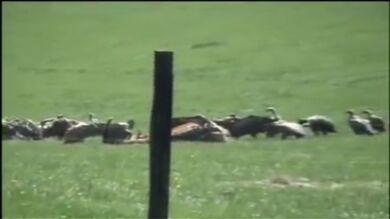 Buitres hambrientos atacan y matan a los animales en Guadalajara