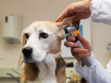 Veterinario revisando los oídos a un perro
