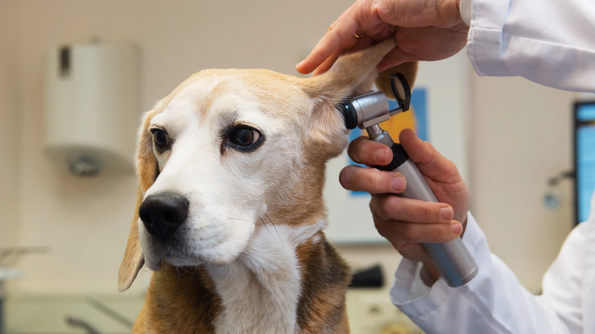 Veterinario revisando los oídos a un perro Veterinario revisando los oídos a un perro