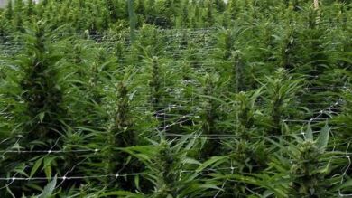 Desmantelado un laboratorio de droga y una plantación en Aranda (Burgos)