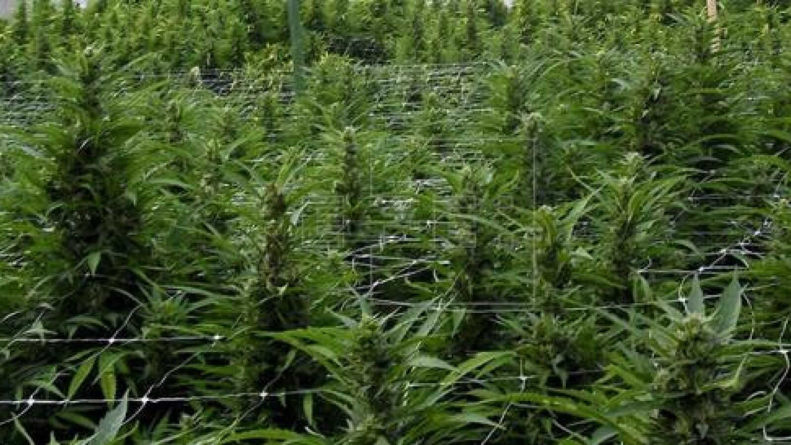 Desmantelado un laboratorio de droga y una plantación en Aranda (Burgos)