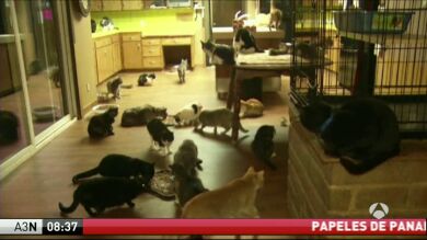 Una mujer de California abandona su casa para que la puedan disfrutar sus gatos