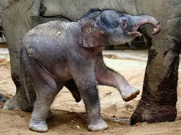 Nace una cría de elefante en el zoo de Praga Nace una cría de elefante en el zoo de Praga