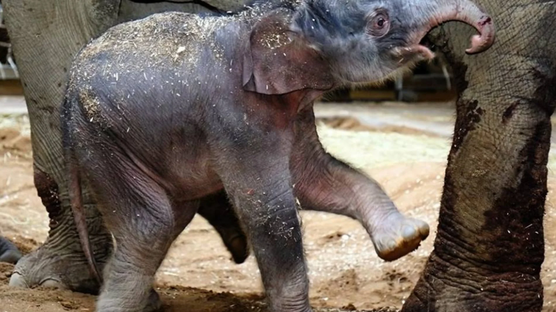 Nace una cría de elefante en el zoo de Praga Nace una cría de elefante en el zoo de Praga