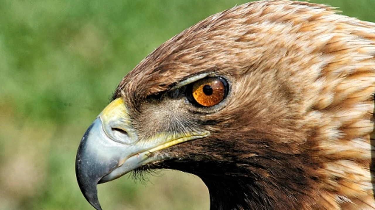 Crece el número de águilas imperiales ibéricas pese a continuar amenazadas