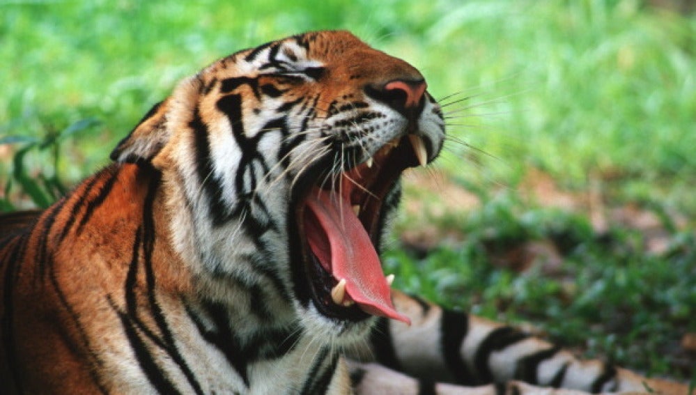 Un tigre de Camboya