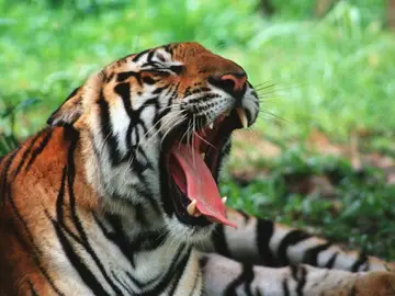 Un tigre de Camboya Un tigre de Camboya