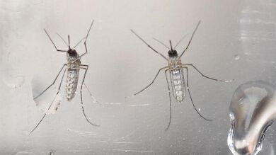 Desarrollan un método para combatir el mosquito 'Aedes' que podría reducir el zika