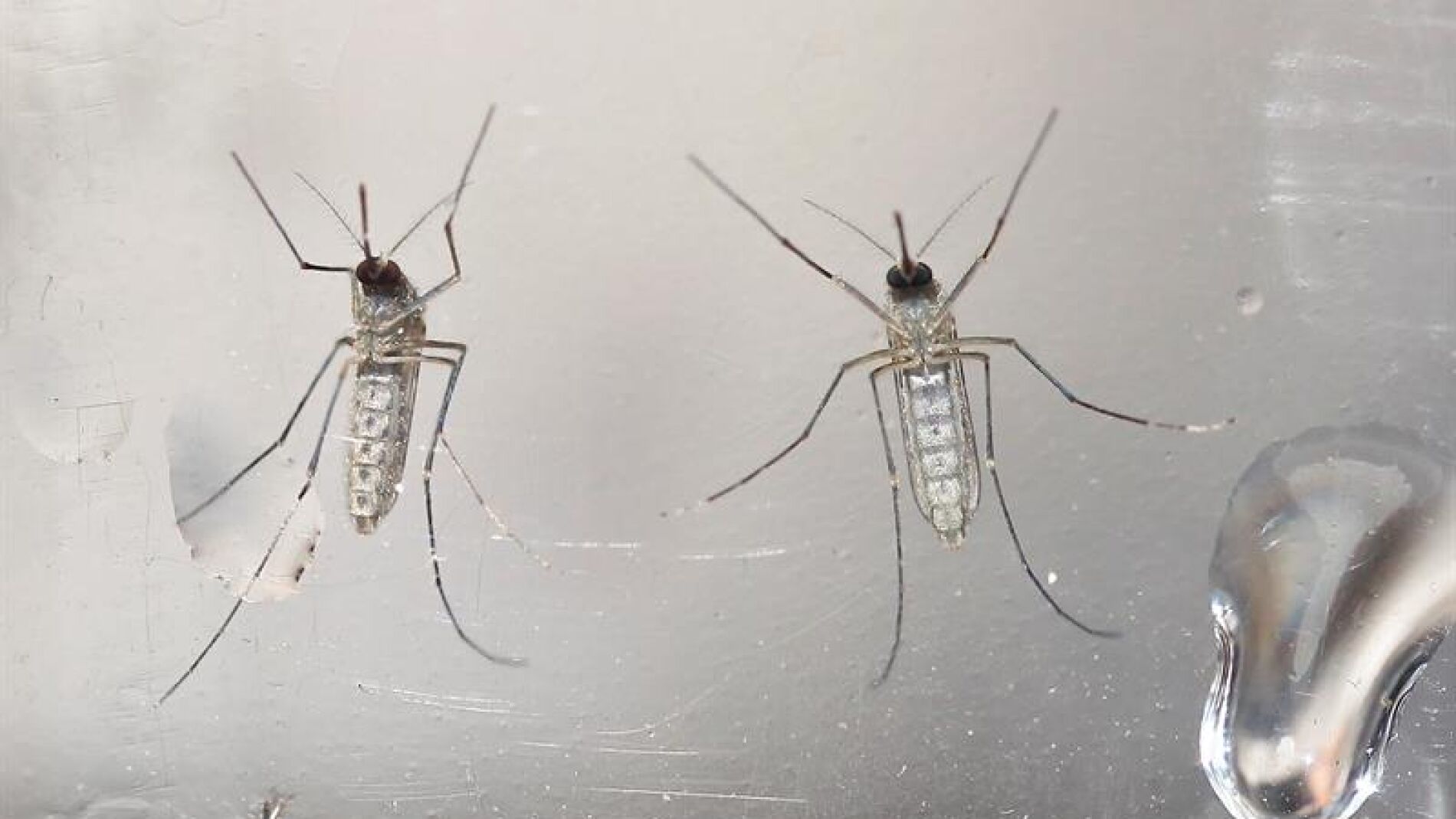 Mosquitos Aedes aegypti