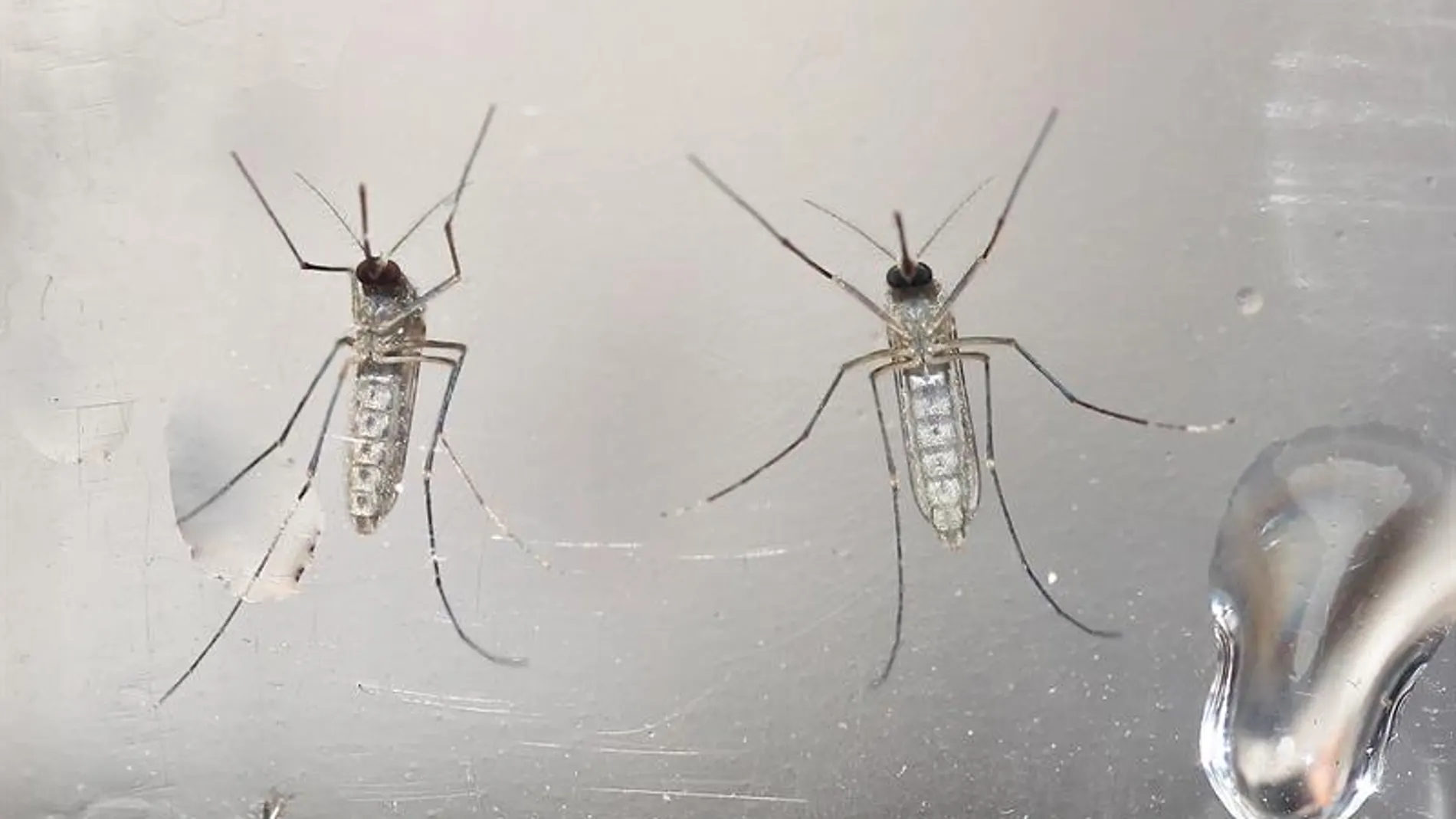 Mosquitos Aedes aegypti Mosquitos Aedes aegypti