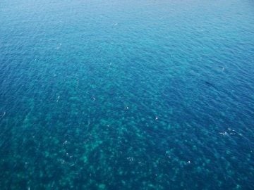 Mancha de 16 kilómetros de extensión en el mar con miles de medusas