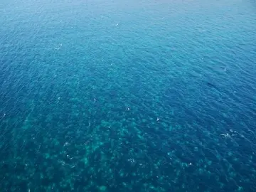 Mancha de 16 kilómetros de extensión en el mar con miles de medusas Mancha de 16 kilómetros de extensión en el mar con miles de medusas
