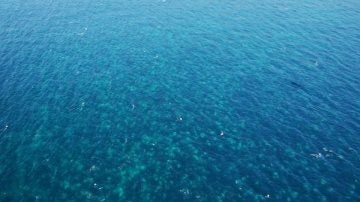 Mancha de 16 kilómetros de extensión en el mar con miles de medusas