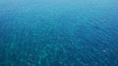 Detectan una mancha de 16 kilómetros en el mar formada por miles de medusas en Chile