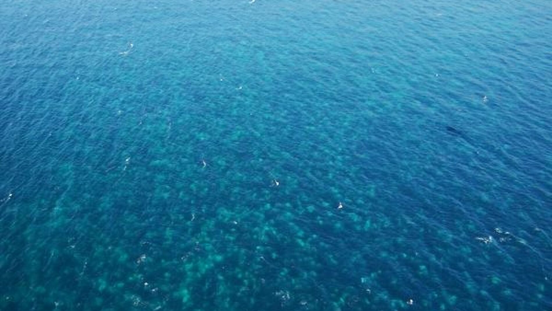 Mancha de 16 kil&oacute;metros de extensi&oacute;n en el mar con miles de medusas