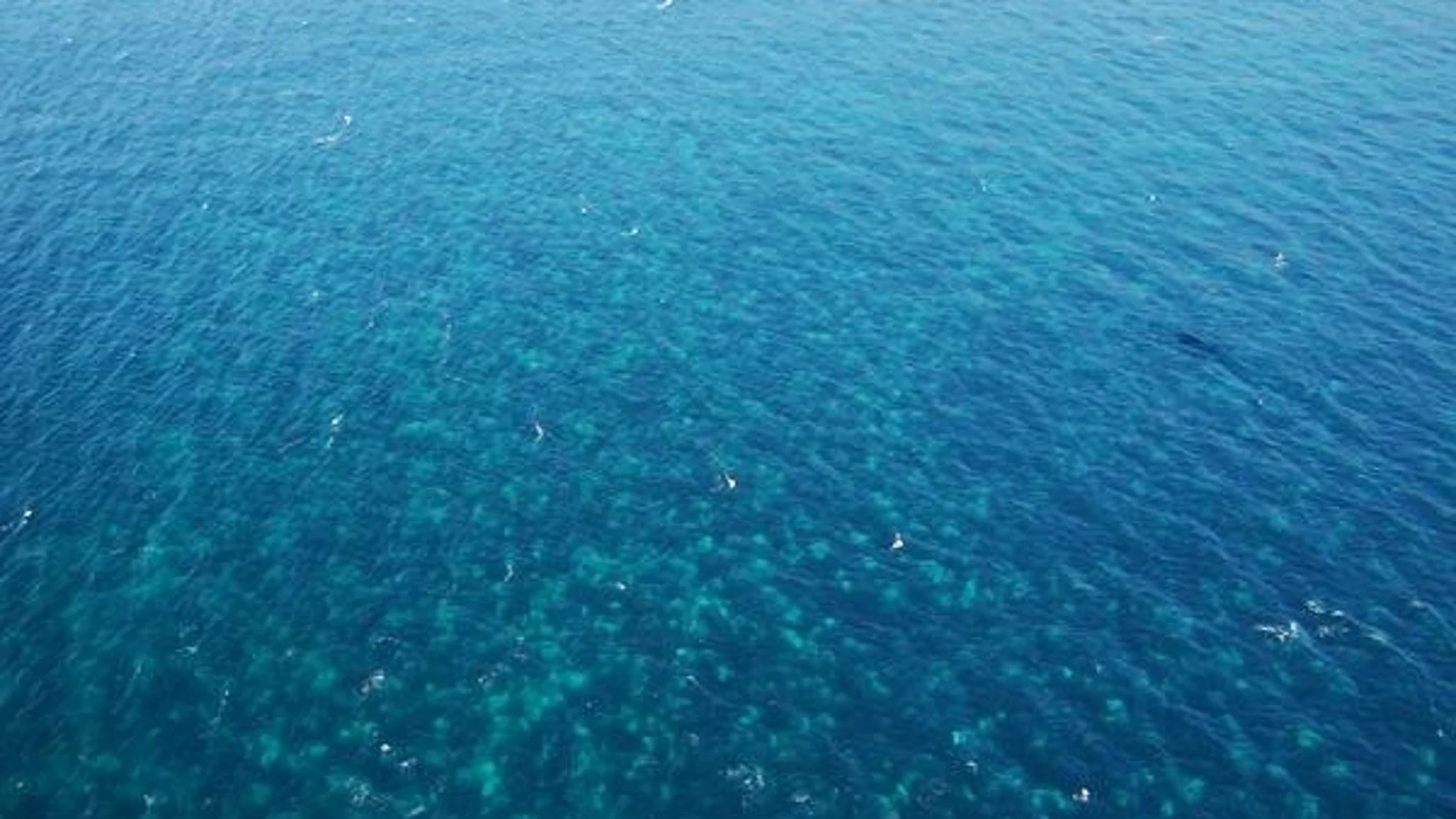 Mancha de 16 kilómetros de extensión en el mar con miles de medusas Mancha de 16 kilómetros de extensión en el mar con miles de medusas