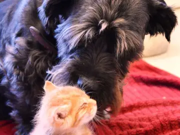 Jemmie con los felinos Jemmie con los felinos
