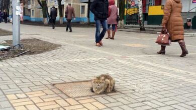 Un gato regresa todos los días al lugar en el que fue abandonado en Rusia