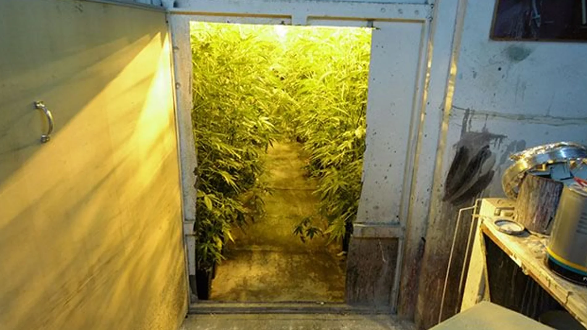 Plantación de marihuana Plantación de marihuana
