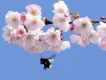 Un abeja vuela junto a un almendro en flor