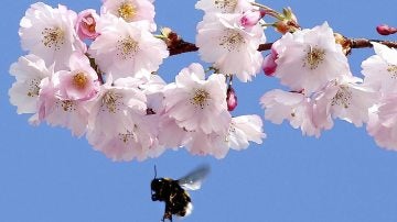 Un abeja vuela junto a un almendro en flor
