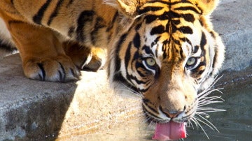 Recuperación de tigres