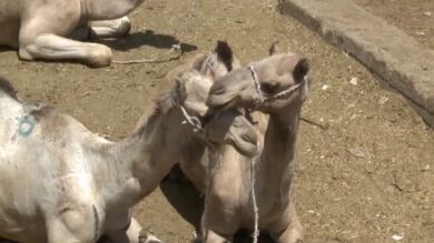 El precio de los camellos en Egipto, disparado por la subida del dólar