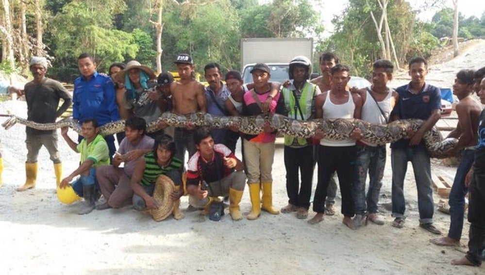 La pitón de 8 metros y 250 kilos