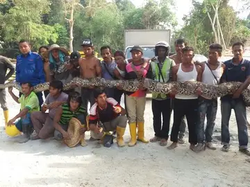 La pitón de 8 metros y 250 kilos La pitón de 8 metros y 250 kilos
