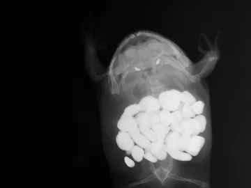 El estómago de una rana con unas 30 piedras de decoración El estómago de una rana con unas 30 piedras de decoración