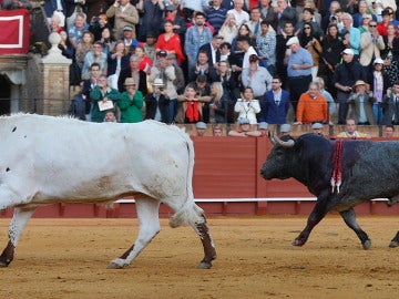 El segundo toro del matador de toros Manuel Escribano vuelve a los toriles tras ser indultado 