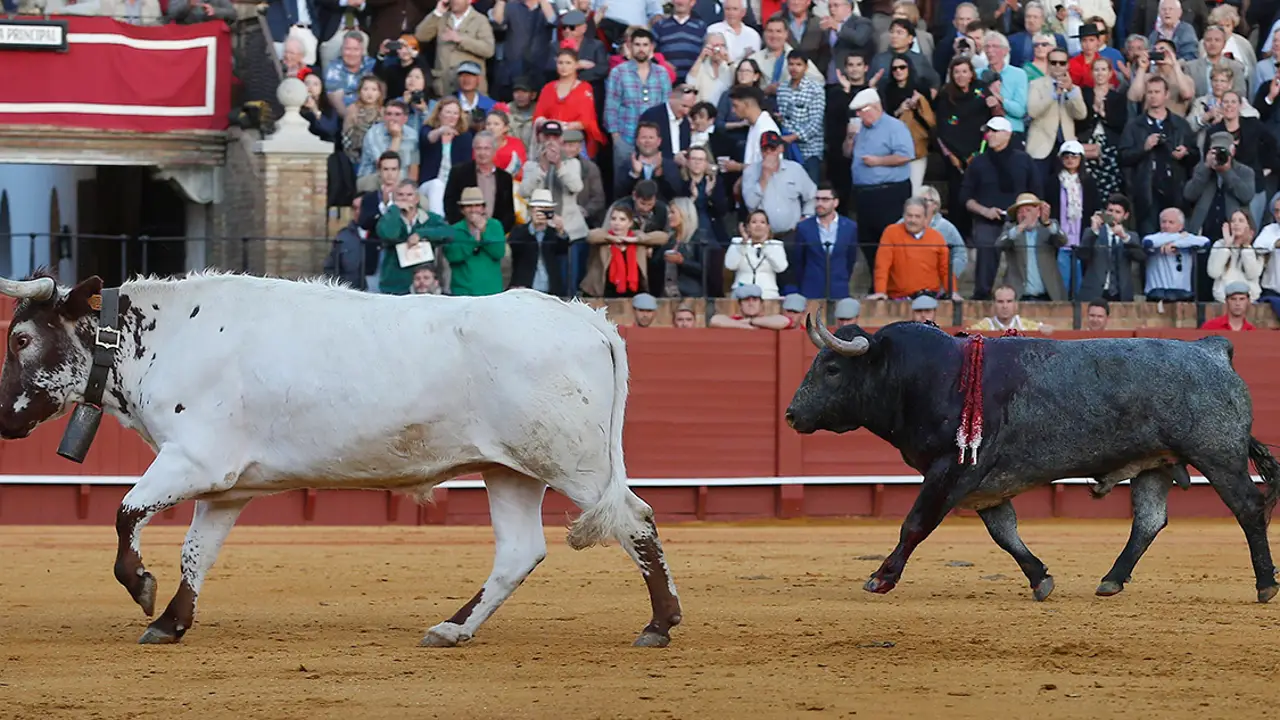 El segundo toro del matador de toros Manuel Escribano vuelve a los toriles tras ser indultado