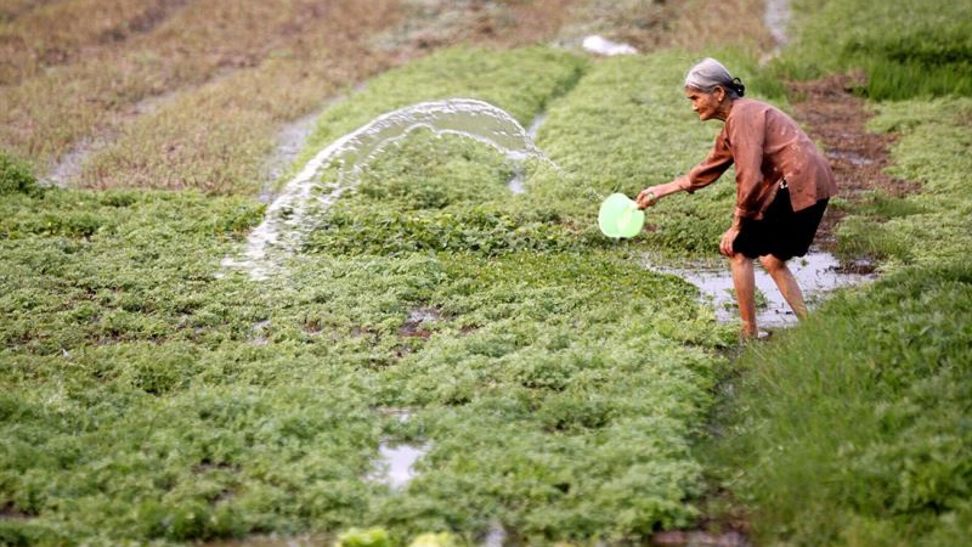 Una mujer riega su huerto en Hanoi (Vietnam)