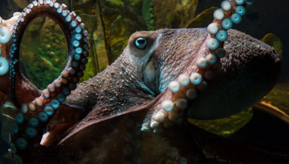 Inky, el pulpo que escapó del acuario