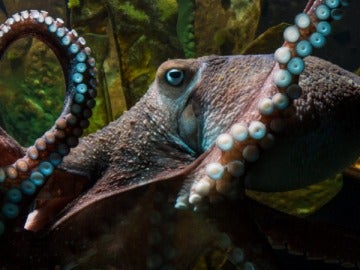 Inky, el pulpo que escapó del acuario