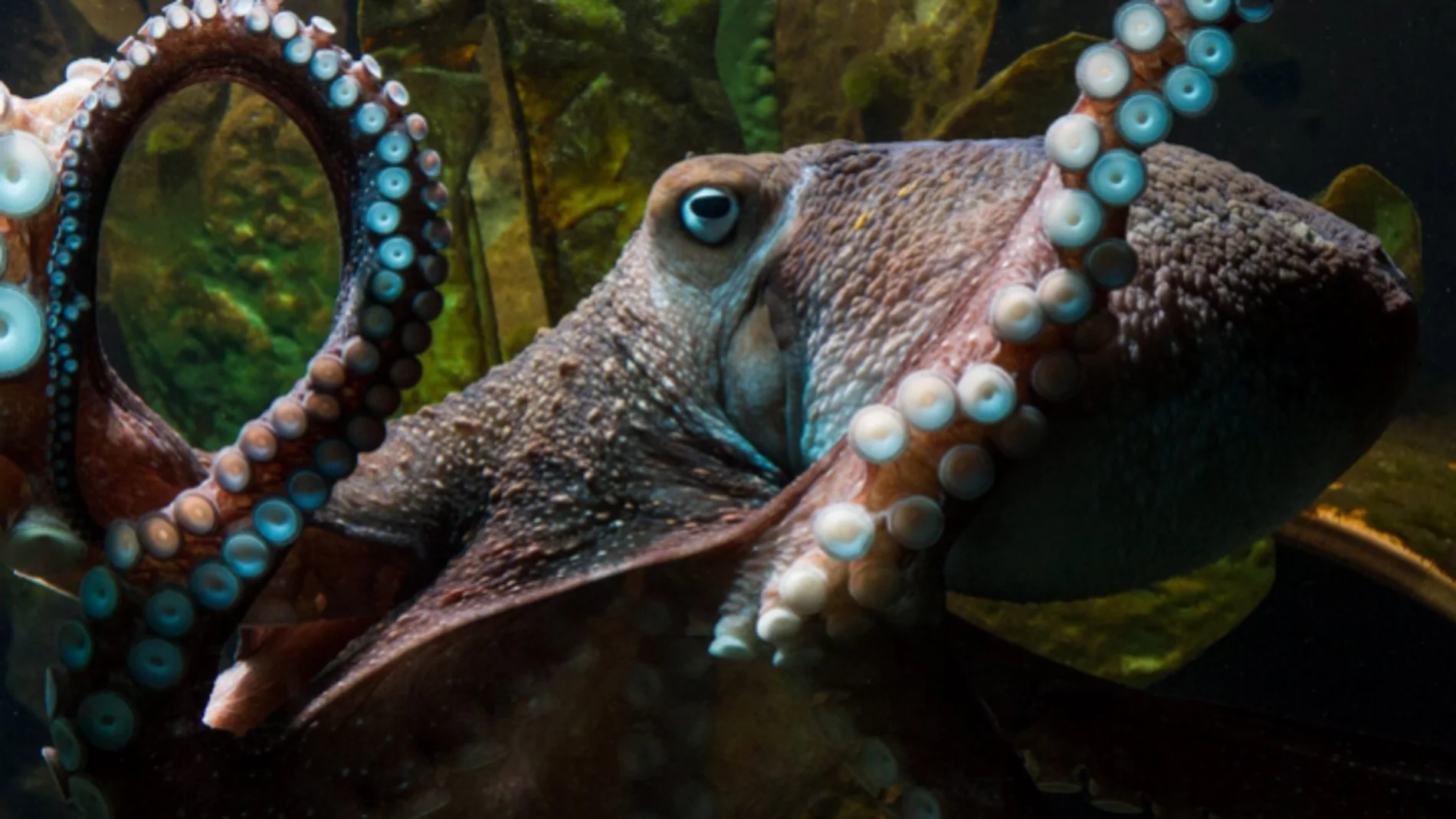 Inky, el pulpo que escapó del acuario Inky, el pulpo que escapó del acuario