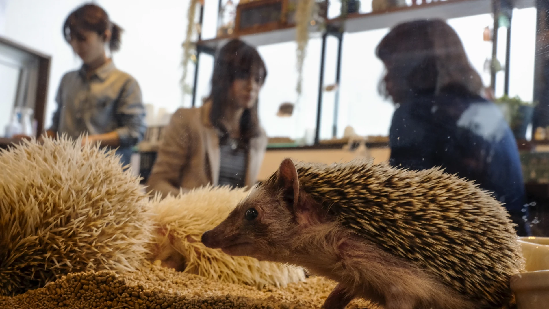 Erizos de la cafetería 'Harry' Erizos de la cafetería 'Harry'